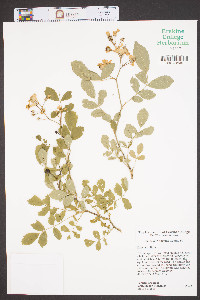 Rosa multiflora image
