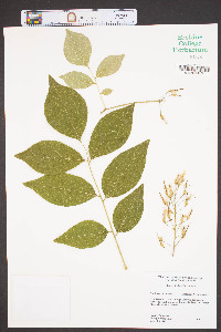 Cladrastis kentukea image
