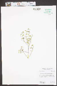 Trichostema dichotomum image