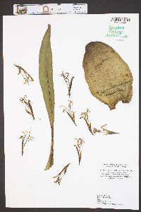 Musa basjoo image