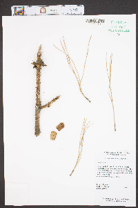 Pinus taeda image
