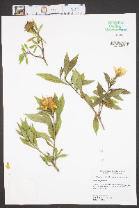 Gardenia jasminoides image