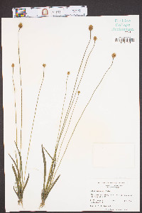 Xyris curtissii image