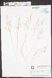 Calamagrostis howellii image