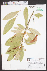 Persea palustris image