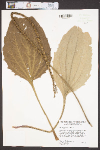 Plantago rugelii image
