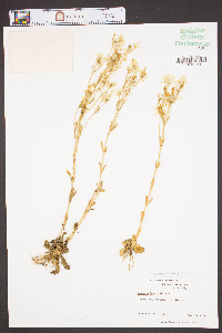 Sabatia brachiata image