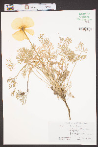 Eschscholzia californica image