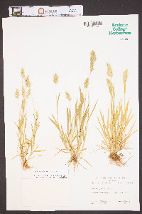 Anthoxanthum odoratum image