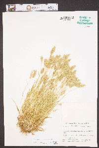 Anthoxanthum odoratum image