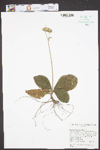 Elephantopus tomentosus image
