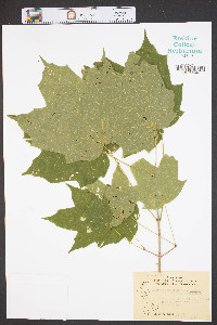 Acer nigrum image