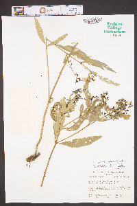 Aureolaria laevigata image