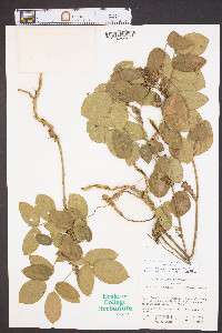 Rhynchosia tomentosa var. tomentosa image