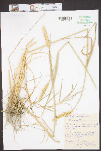 Triticum aestivum image