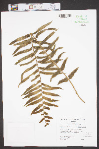 Nephrolepis biserrata image
