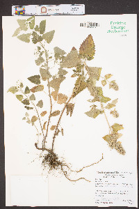 Nepeta cataria image