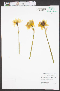 Narcissus pseudonarcissus image