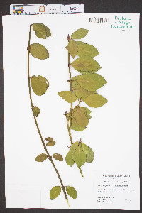 Euonymus fortunei image