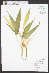 Dracaena braunii image