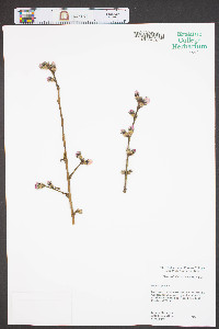 Prunus persica image
