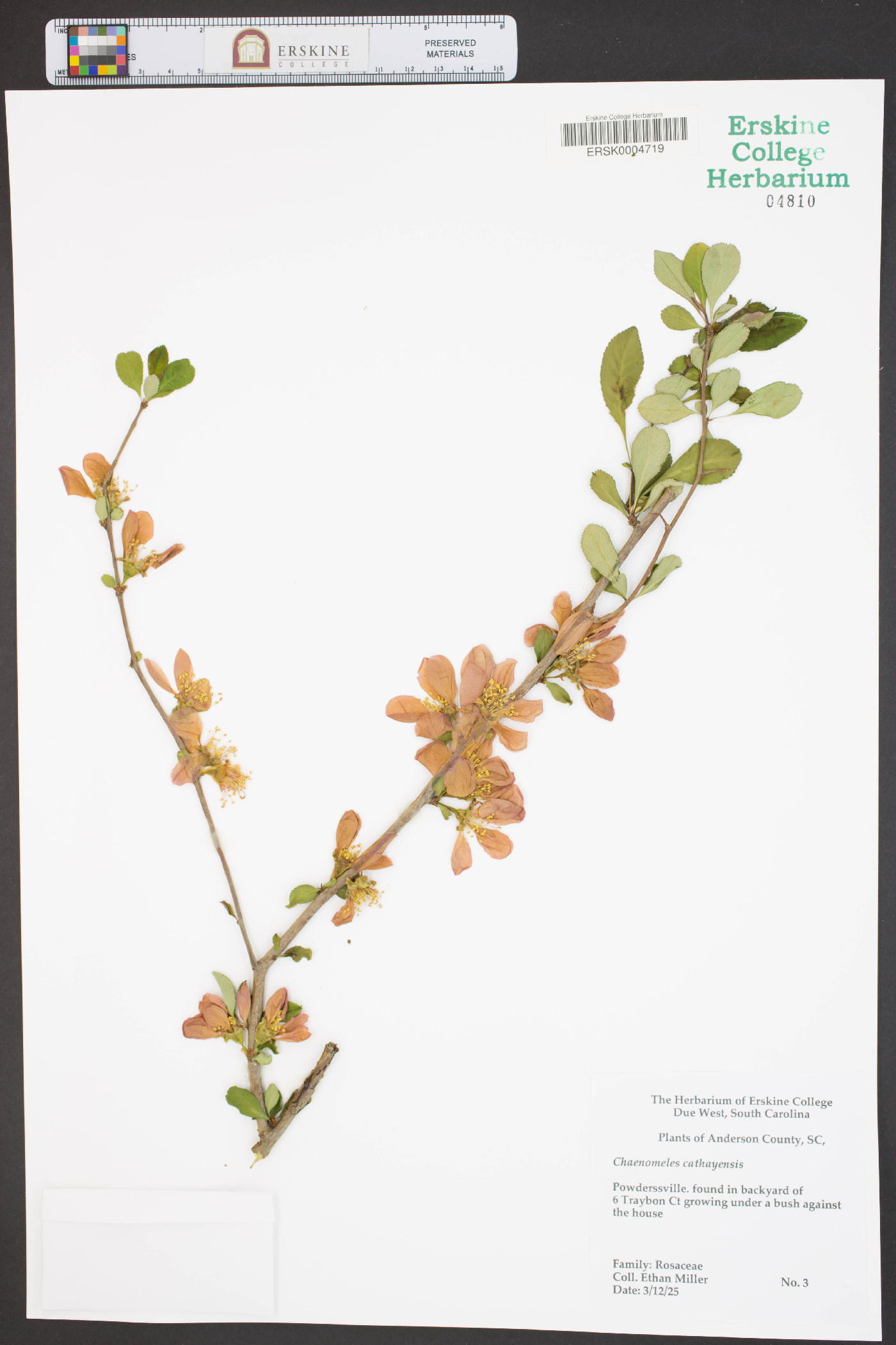 Chaenomeles cathayensis image