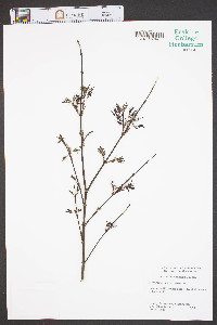 Acer palmatum image