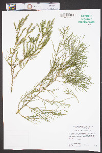 Taxodium ascendens image