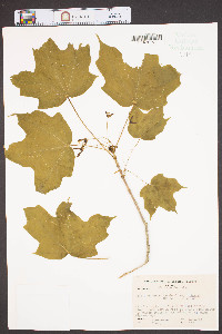 Acer nigrum image