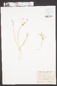 Erigenia bulbosa image