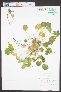 Geranium molle image
