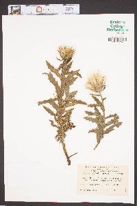 Carduus repandus image