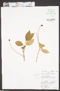 Ligustrum japonicum image