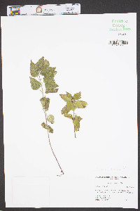 Monarda didyma image