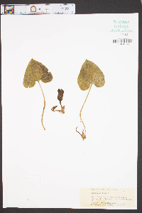 Hexastylis lewisii image