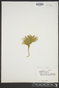 Diphasiastrum tristachyum image