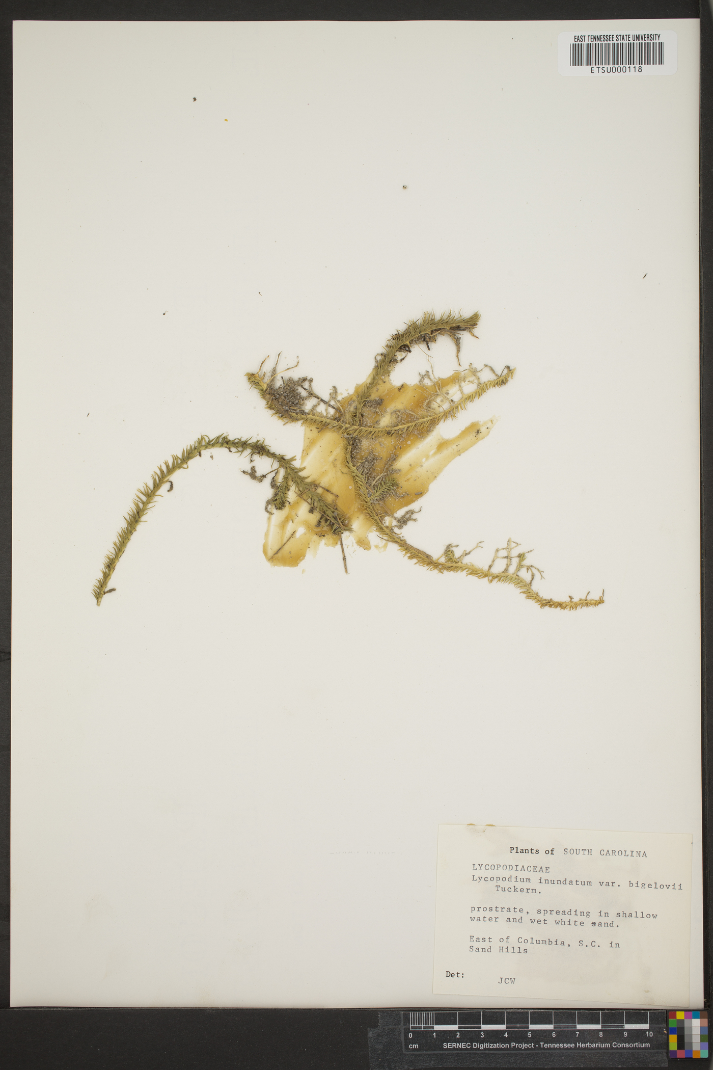 Lycopodium inundatum var. bigelovii image