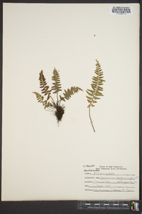 Asplenium bradleyi image