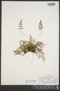 Asplenium montanum image