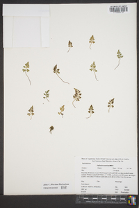 Asplenium montanum image