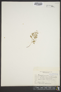 Asplenium montanum image