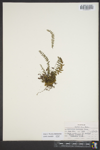 Asplenium resiliens image