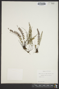 Asplenium resiliens image