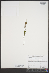 Asplenium trichomanes subsp. trichomanes image