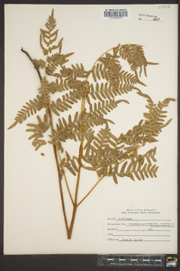 Pteridium aquilinum var. latiusculum image