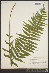 Athyrium pycnocarpon image