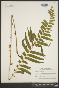 Athyrium pycnocarpon image