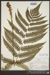 Dryopteris goldieana image