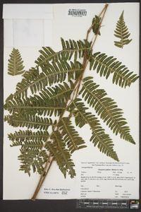 Dryopteris goldieana image