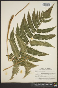 Dryopteris goldieana image